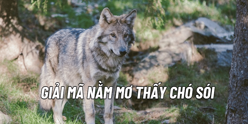 mơ thấy sói