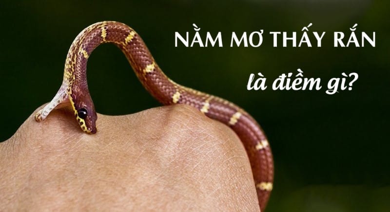 Điềm báo gì khi nằm mơ thấy rắn